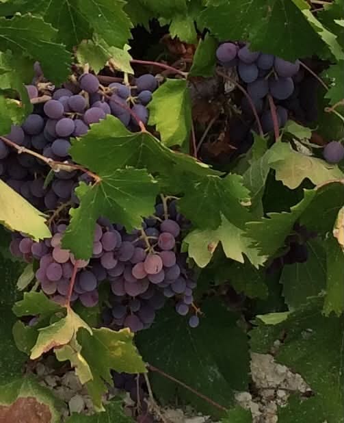 Ripe Mavro grapes on the vine among green leaves in Arsos