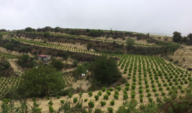 Sloping terraced vineyards above Arsos on an overcast day